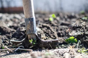 shovel in the ground where farmers grow tobacco