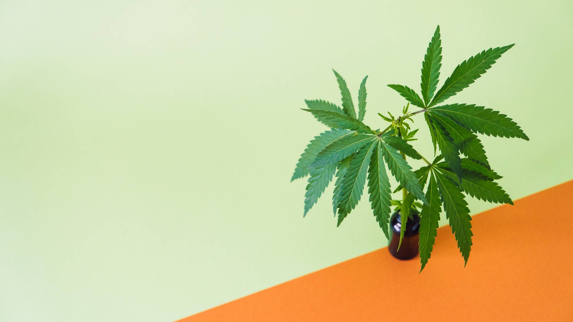 Does Stripe Allow CBD Sales The Shocking Truth does-stripe-allow-cbd-sales-the-shocking-truth