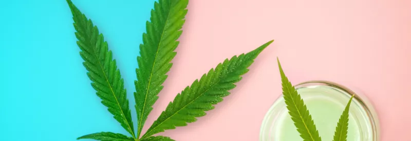 cannabis leaves from a high-risk merchant wondering does PayPal accept CBD sales against a blue and pink background