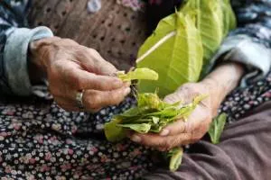 person holding tobacco leaves in their hands.