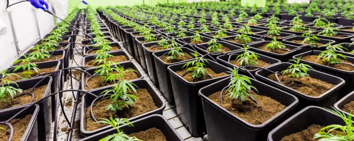 Rows of potted marijuana plants tended to by the gloved hands of a Kansas CBD producer.