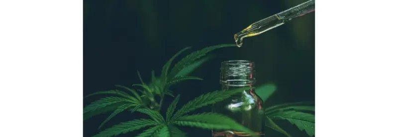 A CBD tincture dropper in front of CBD leaves.