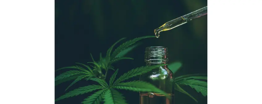 A CBD tincture dropper in front of CBD leaves.