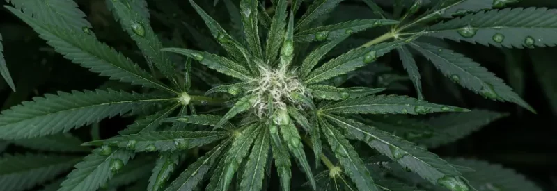 A closeup of a marijuana plant with dew drops, while the marijuana reclassification process affects CBD merchants.