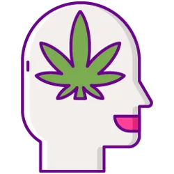 A head with  CBD sold through a CBD license in Florida.