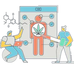 Two merchants in front of a diagram of a person with a CBD leaf, discussing how to get a CBD license. 