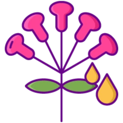 Terpenes that can be used for extraction for licensed Illinois CBD merchants. 