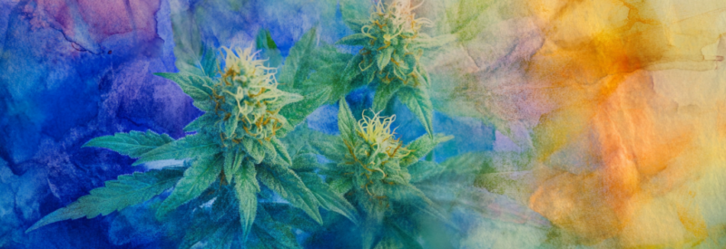 CBD business in kentucky